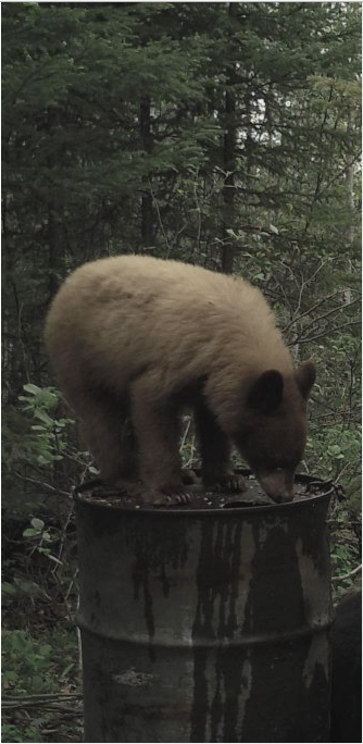 A bear is standing on top of a barrel.